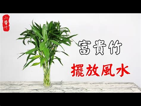 四支富貴竹|2024龍年風水／富貴竹買幾支？桃花要點擺？一文看。